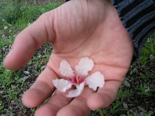 rasselas_flor_ de_ almendro.JPG